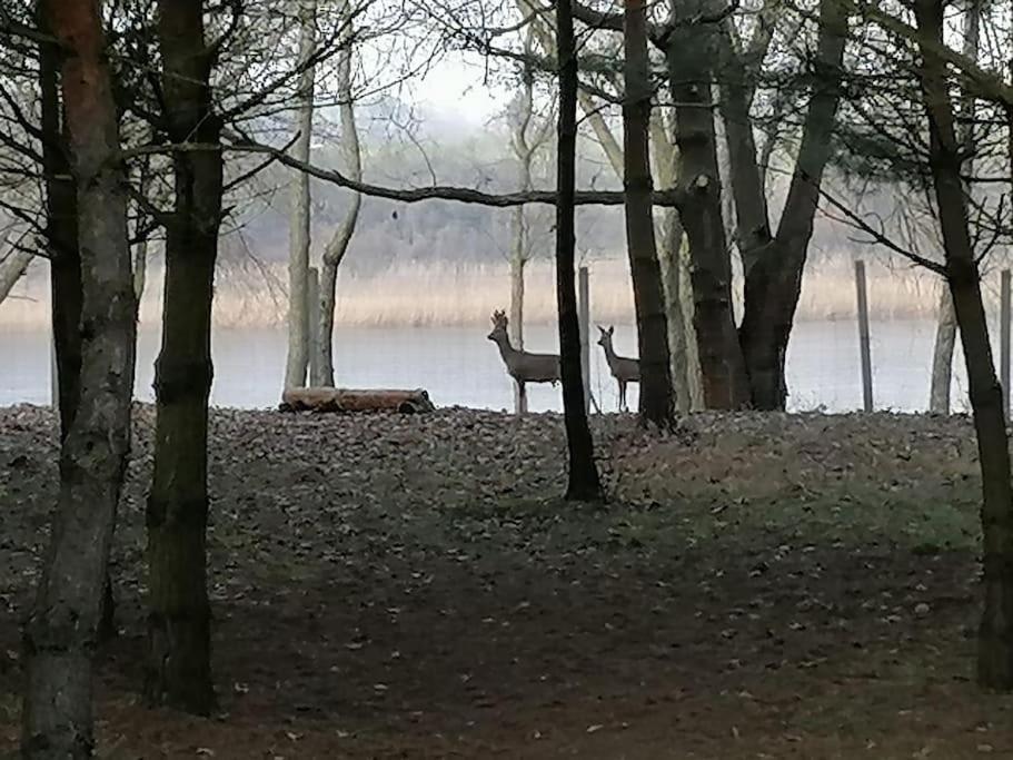 Swietna Chatka Swietne Kültér fotó