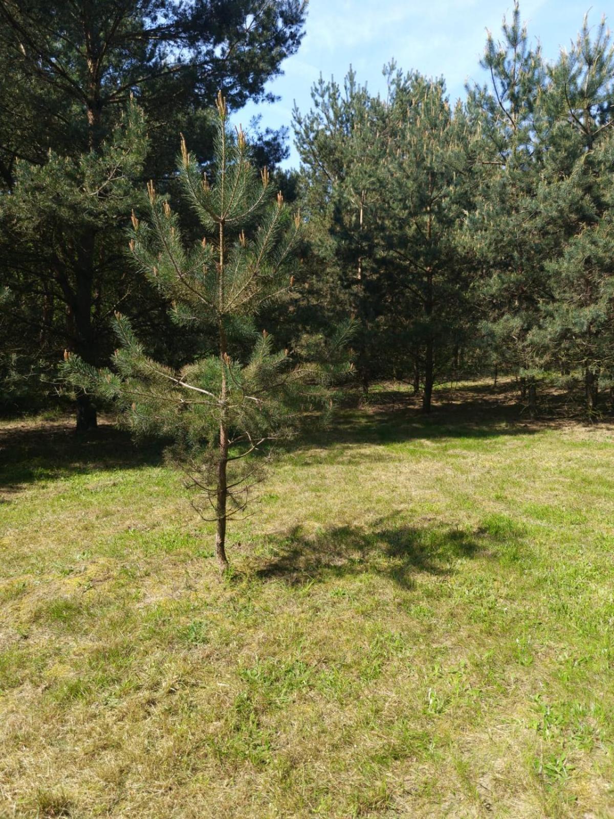 Swietna Chatka Swietne Kültér fotó