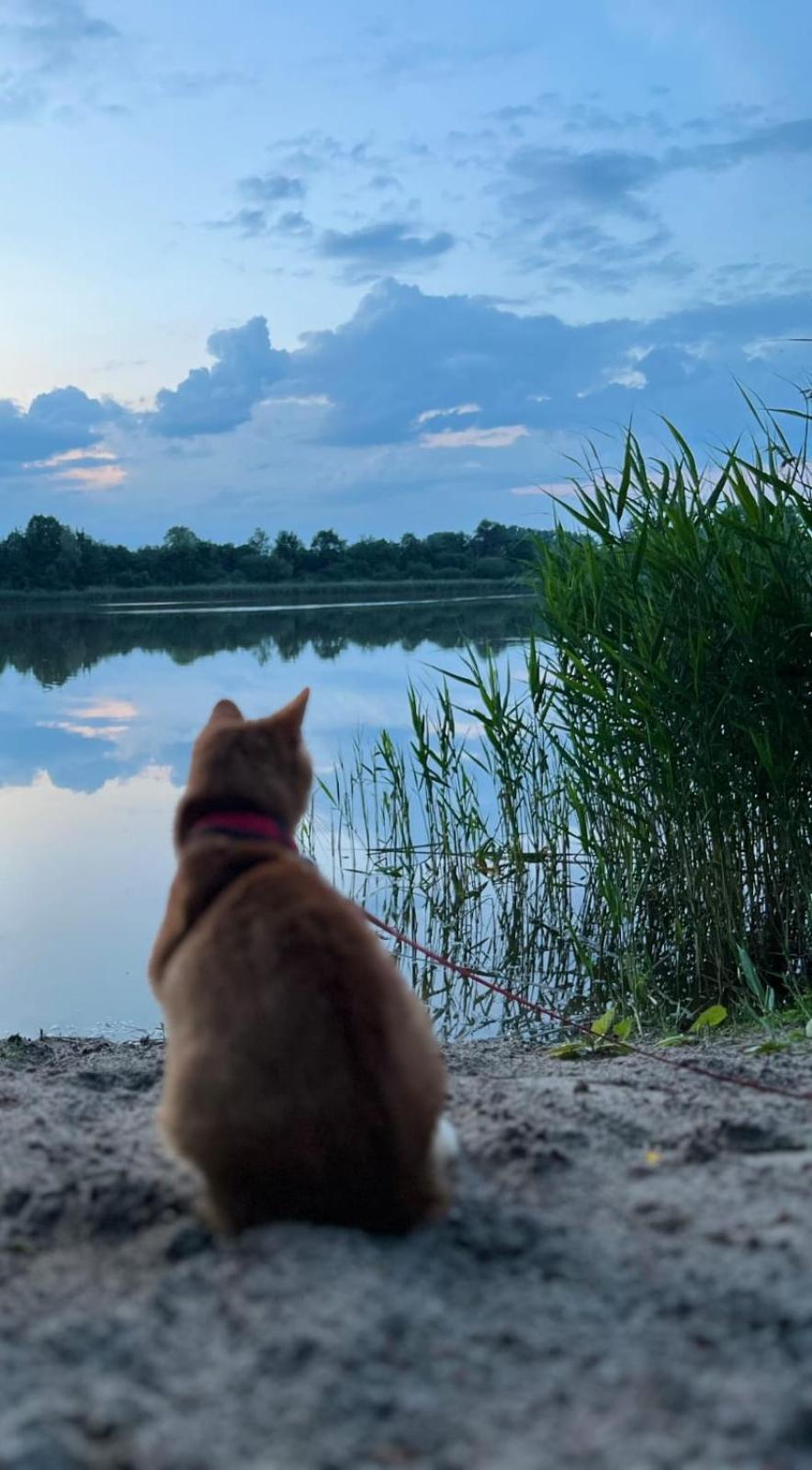 Swietna Chatka Swietne Kültér fotó